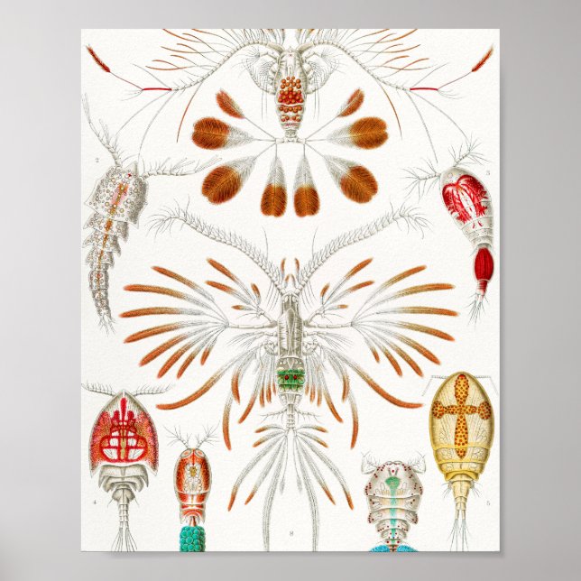Poster Marine Life Crustacés, Copepoda par Ernst Haeckel (Devant)