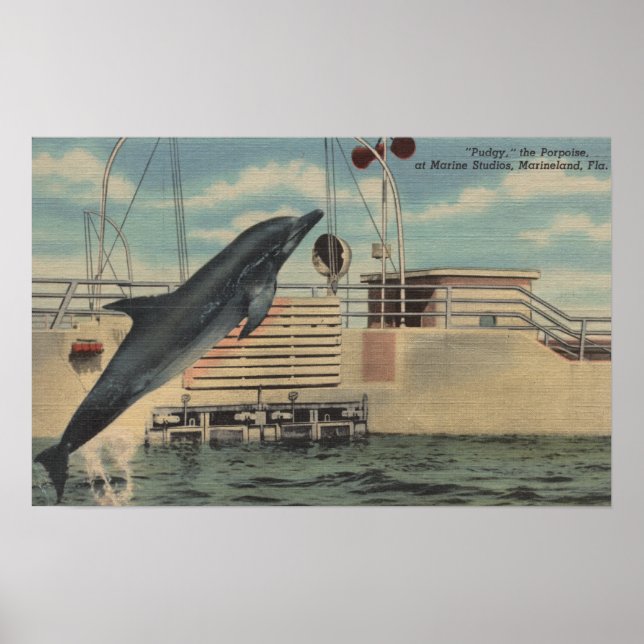 Poster Marineland, Floride - Vue de Pudgy le (Devant)