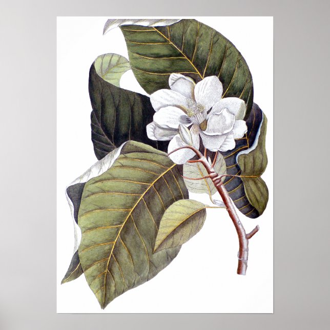 Poster Mark Catesby : Blanc Magnolia Antique Botanique (Devant)