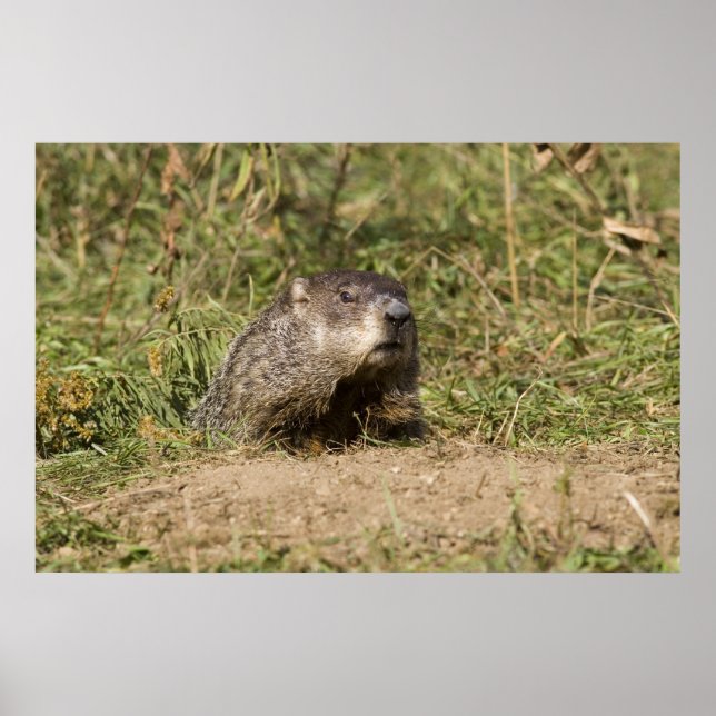 Poster Marmotte (Devant)