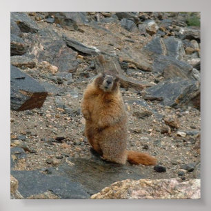Poster Marmotte à ventre jaune