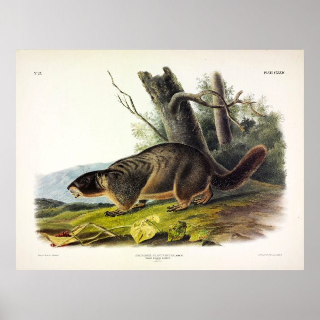 Poster Marmotte à ventre jaune, Chuck de rocher par Audub (Devant)