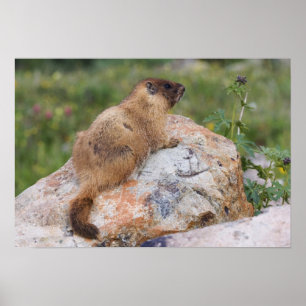 Poster Marmotte à ventre jaune, Marmota flaviventris,
