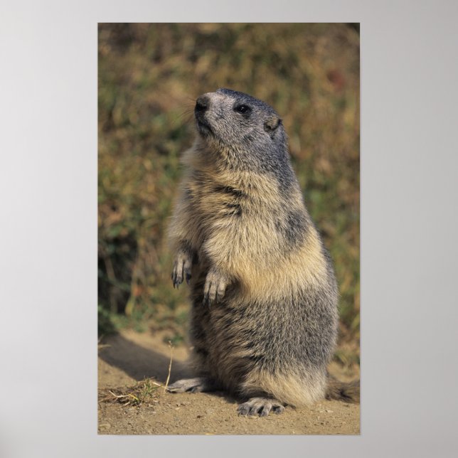 Poster Marmotte alpine, Marmota marmota, pied adulte (Devant)