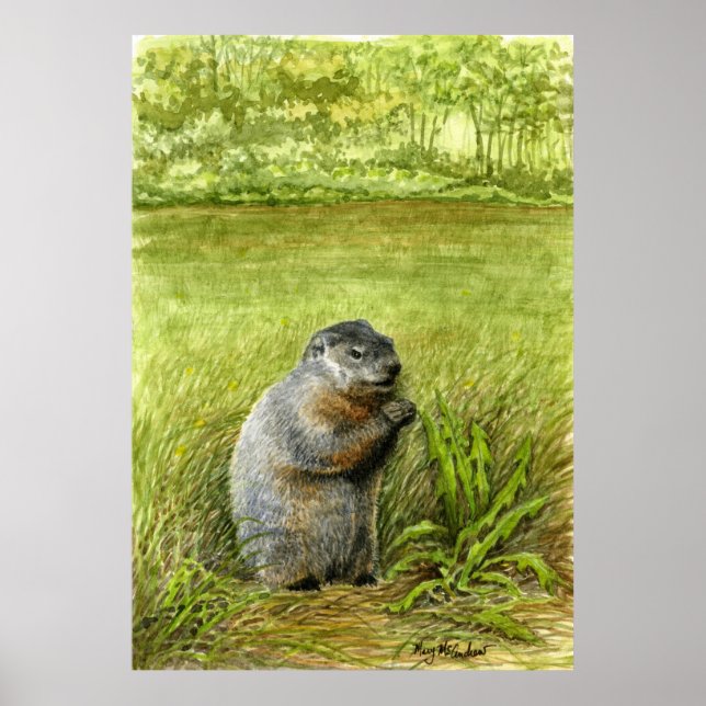 Poster Marmotte assise dans l'herbe manger (Devant)