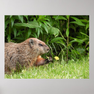 Poster Marmotte / Bois tenant un pissenlit