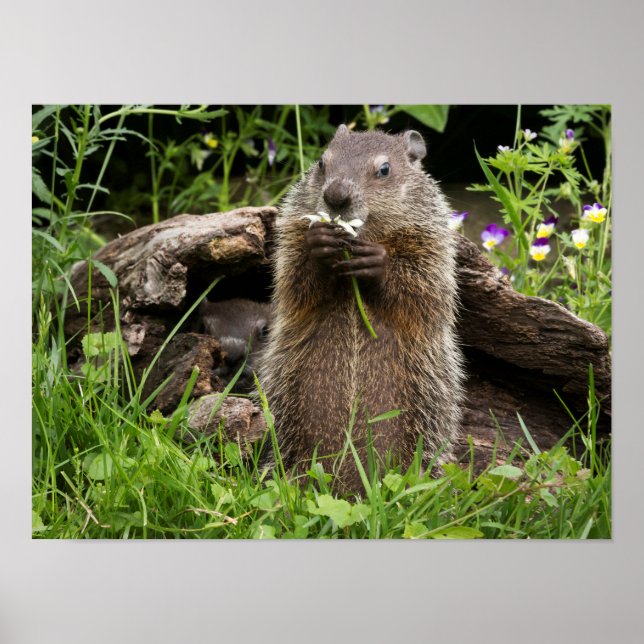 Poster Marmotte mâchonnant une fleur (Devant)