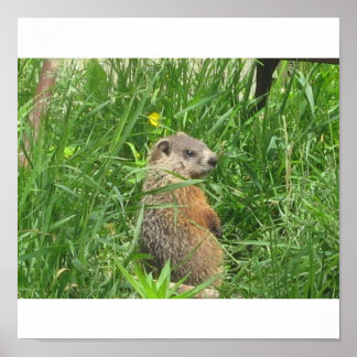 Poster Marmotte signalée