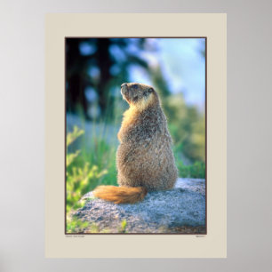 Poster Marmotte sur Boulder - Sierra Nevadas Californie