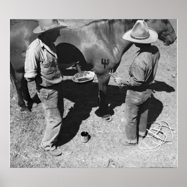 Poster Marquage des chevaux avec la marque de fourche (Devant)