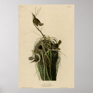 Poster Marsh Wren