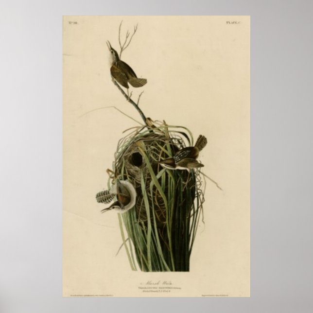 Poster Marsh Wren (Devant)