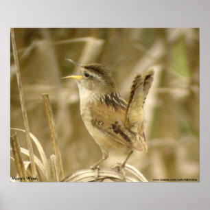 Poster Marsh Wren