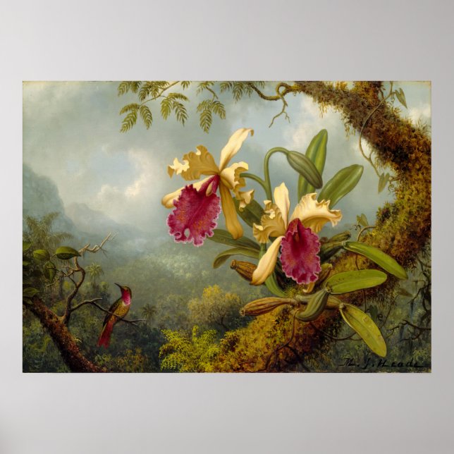 Poster Martin Johnson Heade - Orchidées et colibris (Devant)