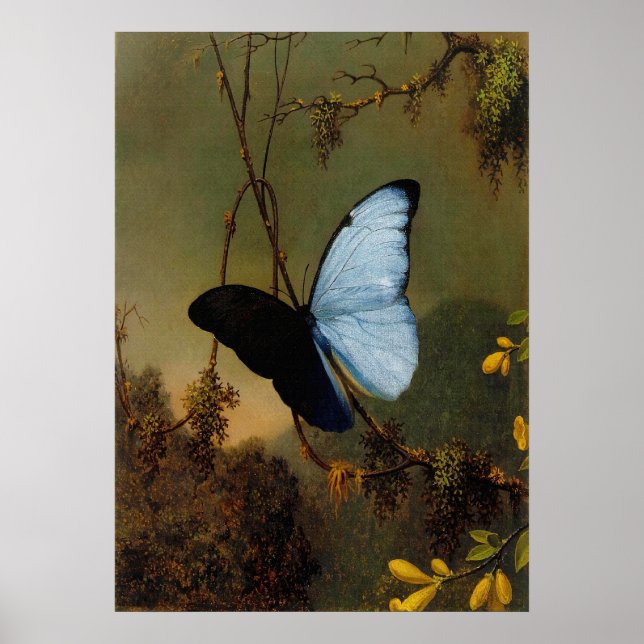 Poster Martin Johnson Heade - Papillon Morpho Bleu (Devant)