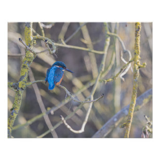 Poster Martin-pêcheur