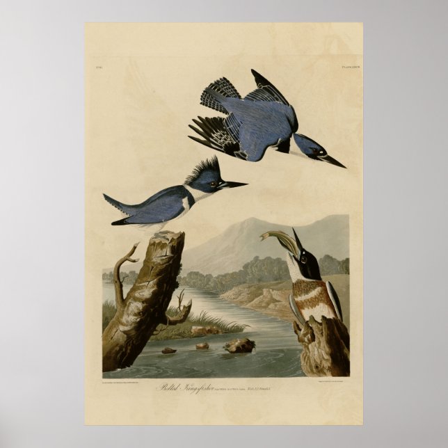 Poster Martin-pêcheur (Devant)