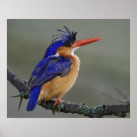 Martin-pêcheur à tête noire, Alcedo cristata, Lac