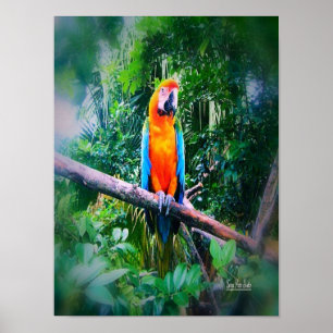 Poster Martinique Macaw