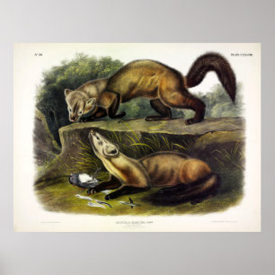 Poster Martre des pins (Mustela Martes) Martre américaine
