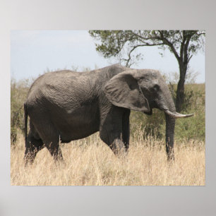 Poster masaï des éléphants