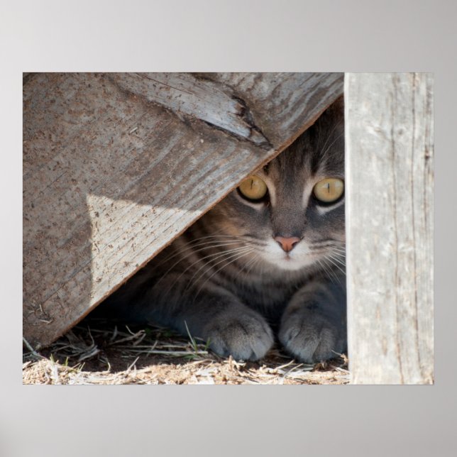 Poster Masquer un Kitty (Devant)