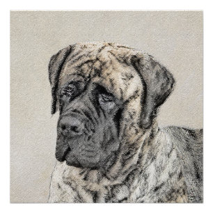 Poster Mastiff anglais (Brindle) Peinture - Chien Art