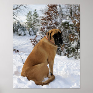 Poster Mastiff anglais en hiver Wonderland