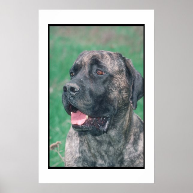 Poster Mastiff Brindle (Devant)
