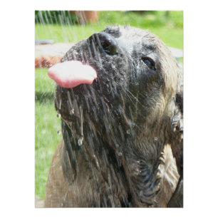 Poster Mastiff Dogge Vatertag