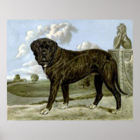 Poster Mastiff en anglais noir