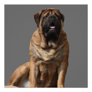 Poster Mastiff Meilleurs amis de la fête des pères 