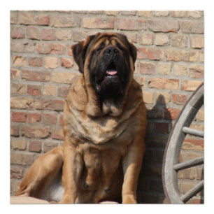 Poster Mastiff Meilleurs amis de la fête des pères 