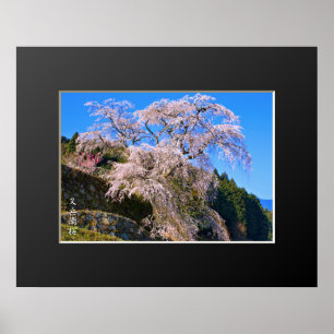 Poster Matabei-Zakura - Arbre à cerisiers en pleurs