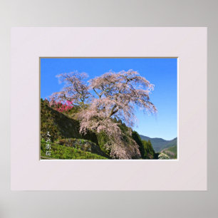 Poster Matabei-Zakura - Arbre à cerisiers en pleurs