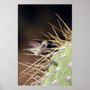 Poster Matériel de nid de collecte des colibris