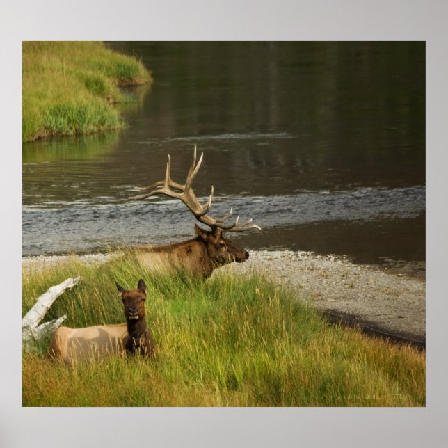 Poster Mates de Yellowstone Imprimer (Devant)
