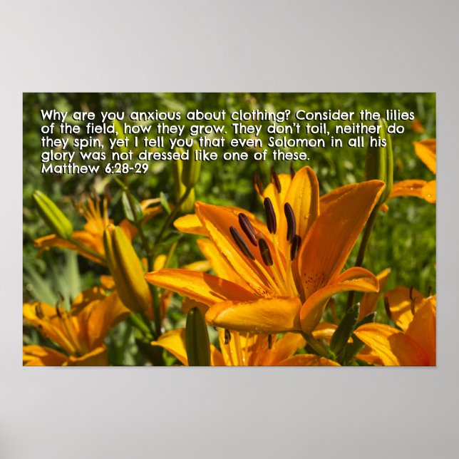Poster Matthieu 6:28-29 (Devant)