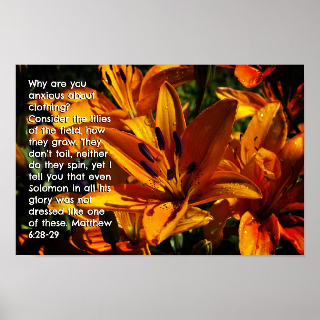 Poster Matthieu 6:28-29 (Devant)