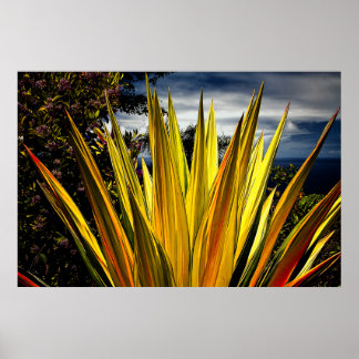 Poster Maui Gold - Hawaii