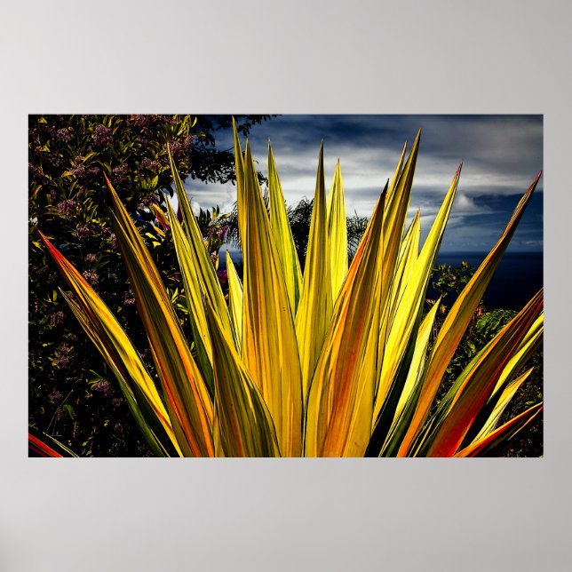 Poster Maui Gold - Hawaii (Devant)