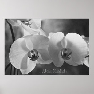 Poster Maui Orchids