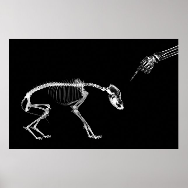 Poster - Mauvais Chien Xray Skeleton Noir Blanc (Devant)