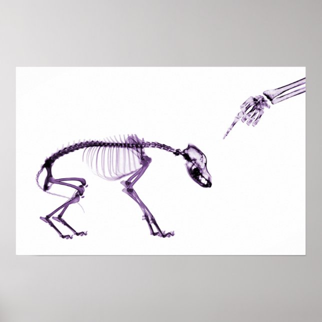 Poster Mauvais Chien Xray Squelette blanc pourpre (Devant)