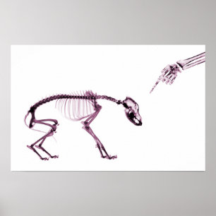 Poster Mauvais Chien Xray Squelette blanc rose