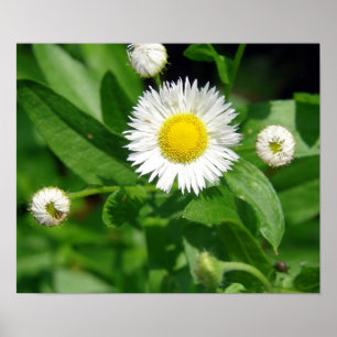 Poster Mauvaise herbe de fleur blanche