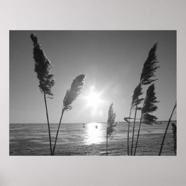 Poster Mauvaises herbes noires et blanches (Devant)