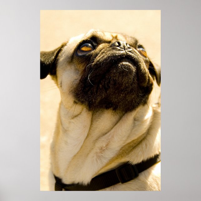 Poster Max le Carlin (Devant)