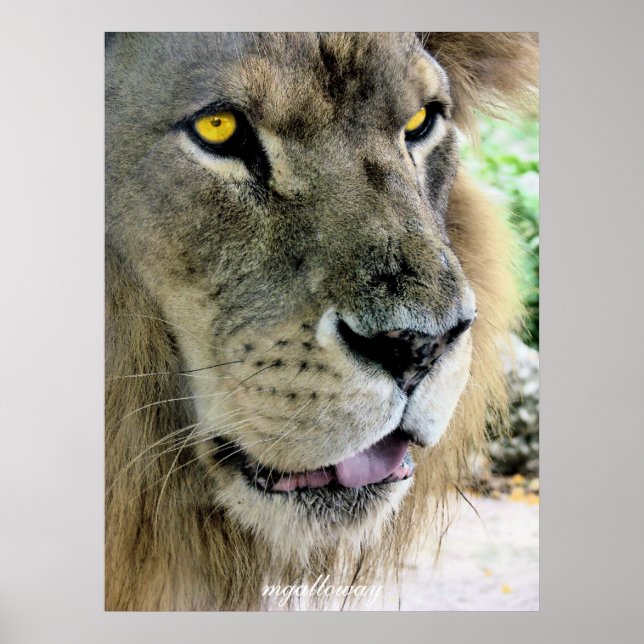 Poster Maximus (Devant)