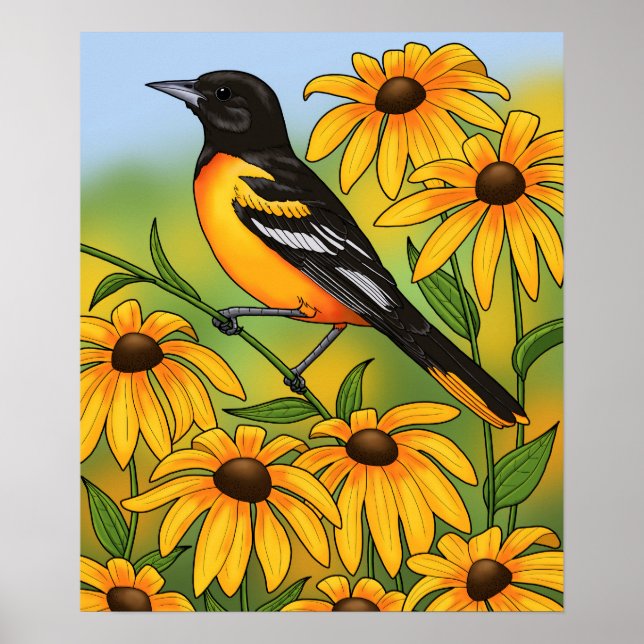 Poster MD State Bird Oriole & Black eyed Susan Flower (Devant)